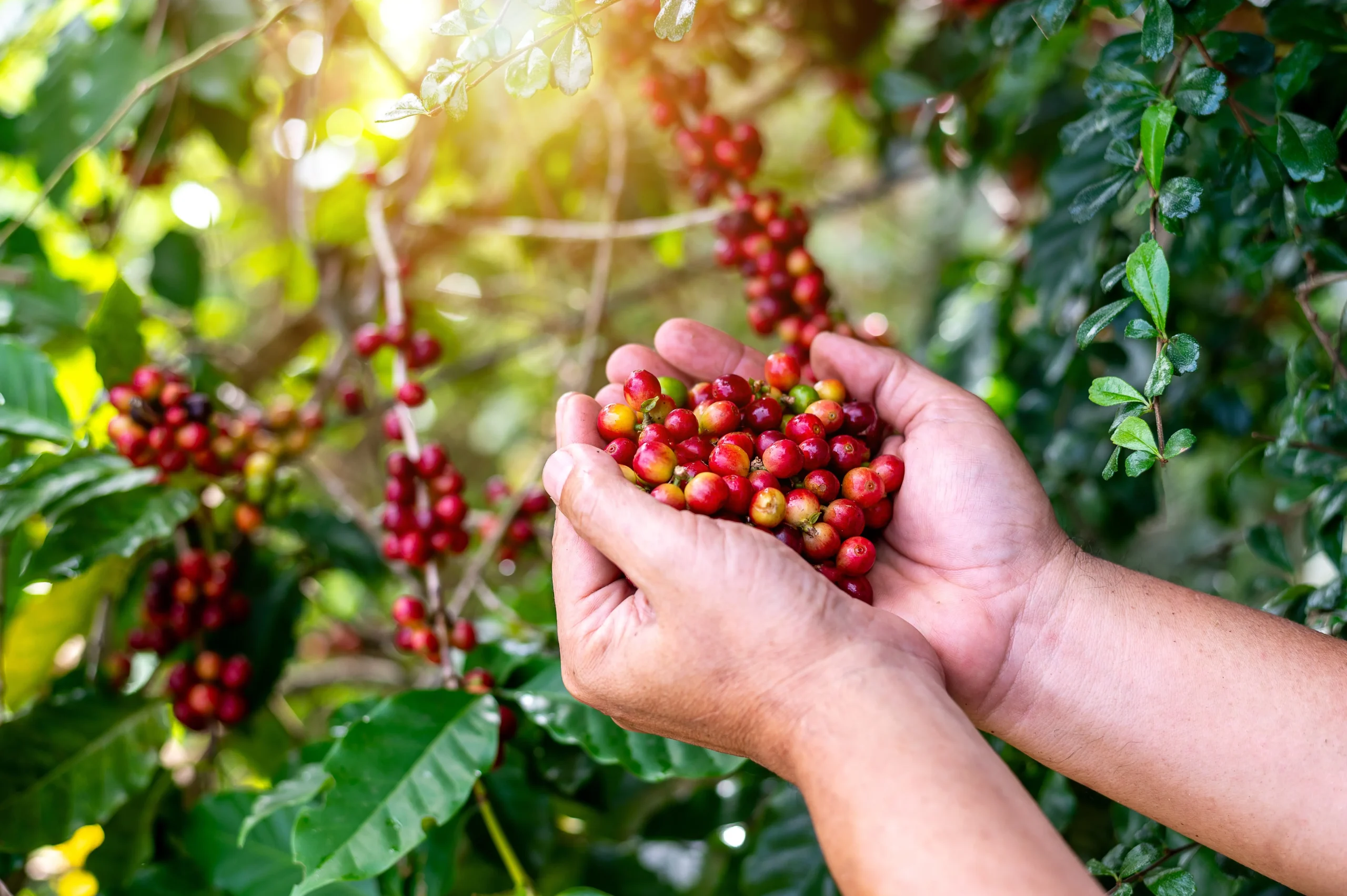 Ético, justo y sostenible